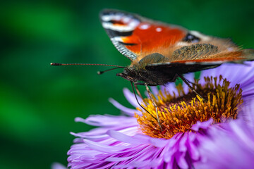 Motyl pawik (Aglais io) na fioletowym kwiecie astrów w ujęciu makro. / Peacock butterfly (Aglais io) on a purple aster flower in macro close-up. © Mikoaj