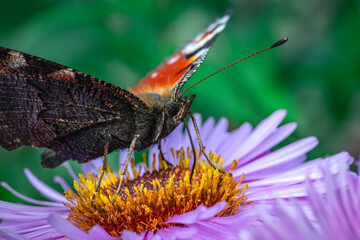 Motyl pawik (Aglais io) na fioletowym kwiecie astrów w ujęciu makro. / Peacock butterfly (Aglais io) on a purple aster flower in macro close-up.