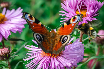 Motyl pawik (Aglais io) na fioletowym kwiecie astrów w ujęciu makro. / Peacock butterfly (Aglais io) on a purple aster flower in macro close-up. © Mikoaj