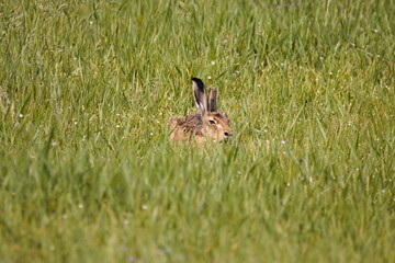 hare in the grass