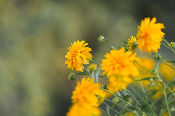 Bright yellow flowers bloom in a garden during the sunny afternoon, showcasing their vibrant beauty against a soft blurred background