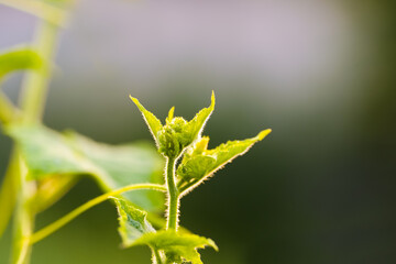 Fresh green plant of cucumber bud emerging in a natural environment during daylight