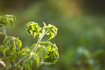 Green tomato plant leaves gently swaying in the sunlight during a warm afternoon