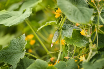 Cucumbers growing on vines in a vibrant garden during the warm summer months