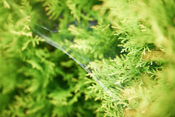 Close-up view of a spider web nestled in vibrant green foliage during a sunny afternoon in a garden