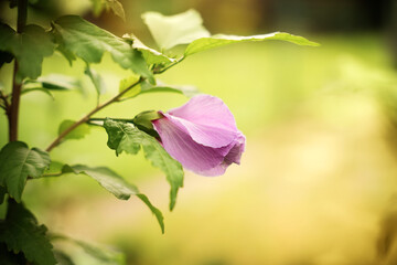 purple flowers, garden, spring, nature, blooming, green leaves, sunlight, floral, petals, outdoor, plants, scenery, beauty, colors, blossoms, season, growth, horticulture, landscape, peaceful, morning