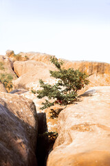 Rugged rocks with a lone tree growing through the crevice in a serene landscape setting