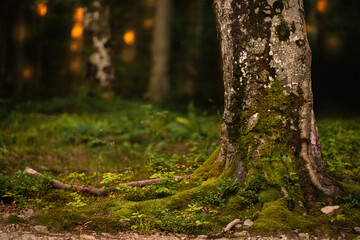 Moss-covered tree trunk in a serene forest setting during golden hour light
