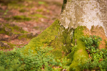 Mossy tree roots in a peaceful forest setting during late afternoon sunlight