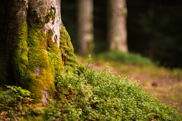 Moss-covered tree base surrounded by lush green forest during a calm afternoon