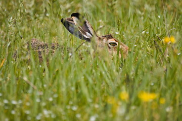 hare in the grass