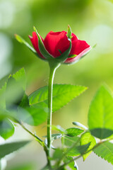 A fresh red rosebud begins to bloom under sunlight, surrounded by green leaves, representing beauty, growth, and the elegance of nature.