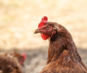 Free Range Isa Brown Chicken head portrait