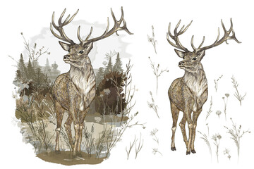 Hand drawn vector high detailed deer set autumn scene, vintage watercolor style