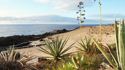 Coastal desert landscape with natural rock pools, succulents and agave along the sunny shore, evoking naturism, freedom and a tranquil seaside holiday escape