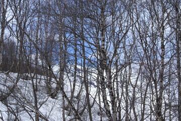 trees and sky