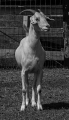 white goat in stable