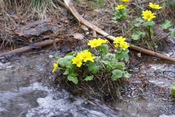 yellow flowers in snow