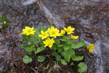 yellow leaves on the ground