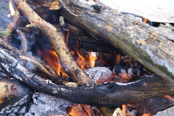 fire in the forest