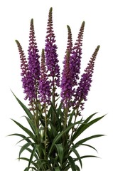 Naklejka premium Cluster of vibrant purple flowering plants showcasing intricate floral details and textured green foliage set against a clean white background, perfectly illustrating natural beauty.