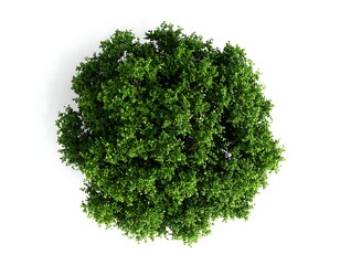 Obraz premium Overhead view of a lush green tree