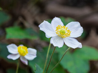 Closeup view of delicate white and golden yellow eriocapitella aka japanese anemone blooming outdoors in garden