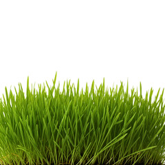 Obraz premium Fresh Green Grass: A close-up shot of vibrant, verdant blades of grass, showcasing nature's simple beauty, freshness and natural hues. 