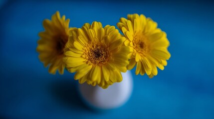 Yellow gerbera flowers arranged in a white vase against a blue background,
