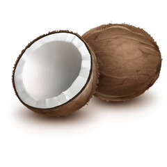 illustration of a coconut