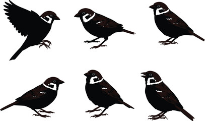 Sparrow bird vector illustration, perched sparrow drawing, flying sparrow artwork, brown sparrow clipart, wildlife bird design, nature graphic, animal silhouette art