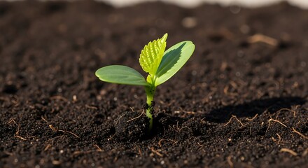 Young Plant Growing in Soil.