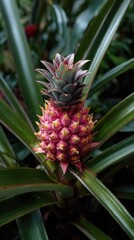 Close-up of a vibrant, young pineapple growing amongst lush green leaves