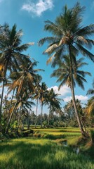 Obraz premium Lush palm trees tower over vibrant rice paddies under a bright blue sky with fluffy clouds