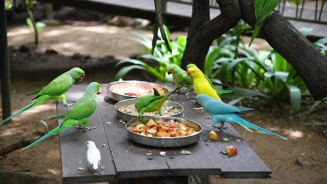 Colorful Gathering of Diverse Parrots Enjoying a Shared Meal of Seeds and Fresh Fruit on a Wooden Table, Showcasing Their Vibrant Plumage and Social Interaction in a Naturalistic Enclosure