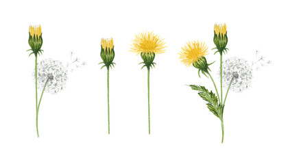 Hand drawn dandelions illustration set. Individual png elements