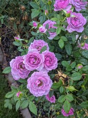 bouquet of pink roses