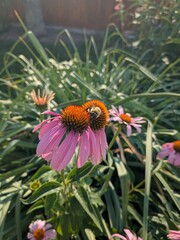 bee on a flower