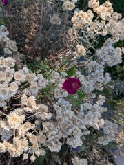 cactus in the desert