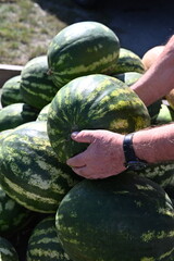 Close-up of hands picking fresh organic watermelons from a pile. Symbol of farming traditions, gifts of autumn, and sustainable agriculture.
