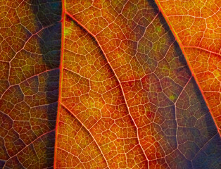 Herbstlich verfärbtes Weinblatt im Sonnenlicht