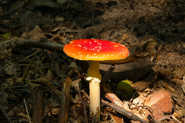 Fliegenpilz in den Vogesen