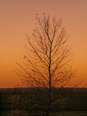 Tree silhouetted against autumn sunset