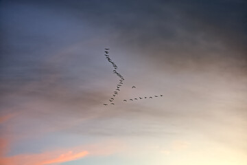Geese flying at sunset