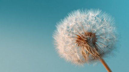Fluffy dandelion seed head against sky