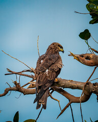 bird on a branch