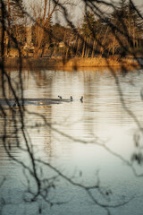 Ducks on Sandbar at Yeongrang Lake, Sokcho, South Korea