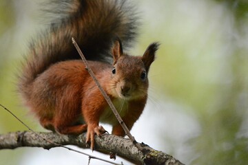 Obraz premium squirrel on a tree