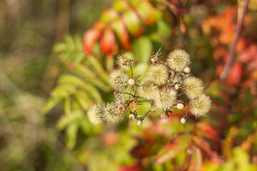 A dried flower in autumn against a background of orange rowan leaves. The beautiful yellow background of September and October.
