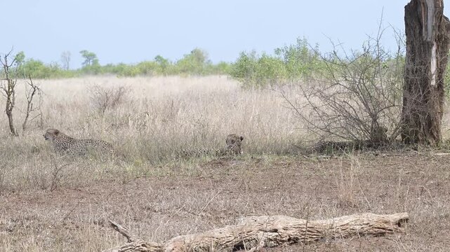 Afrikanische Tiere Gepard - Geparde im Busch vom Kr&uuml;ger National Park - Kruger Nationalpark S&uuml;dafrika